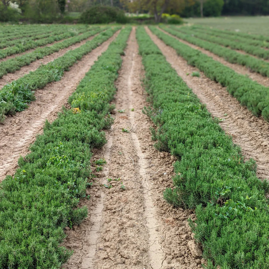 Limestone Rosemary / Romero