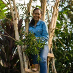 Caribbean Bay Leaves / Hojas de Laurel Caribeñas